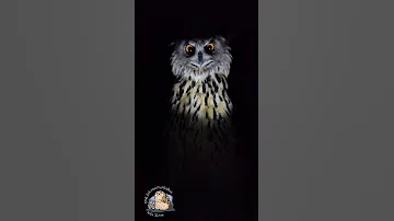 Сова на качелях ночью УГУ! #shorts