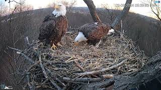 Hanover Pa Live Streaming Bald Eagle Nest Webcam Hdontap Com Mozilla Firefox 2024 02 08 17 28 1