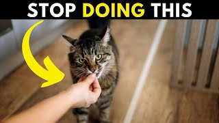 Mistakes Cats Owner Make, Never Do THIS! (Common Indoor Cat Mistakes)