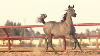 Tabasheer Al Ghanayim - Naseem Al Rashediah X Tabasheer Al Wafy, 2022 Straight Egyptian Filly