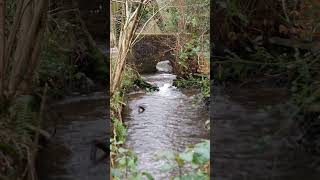 #stream #water ##riverwey #bridge #babblingbrook #rushingwater #peaceful #soothing