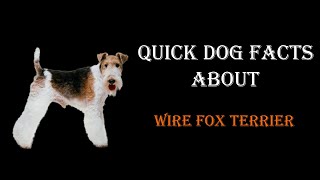 Quick Dog Facts About The Wire Fox Terrier!