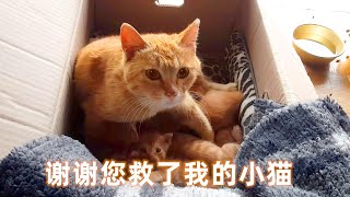 为救患病小猫流浪猫妈妈步行2公里带好心人去看自己的孩子