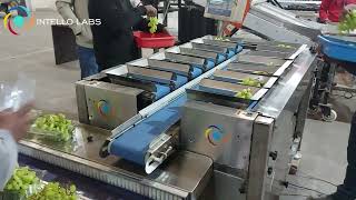Grape High Speed Weighing Packing with Intello FlowStar