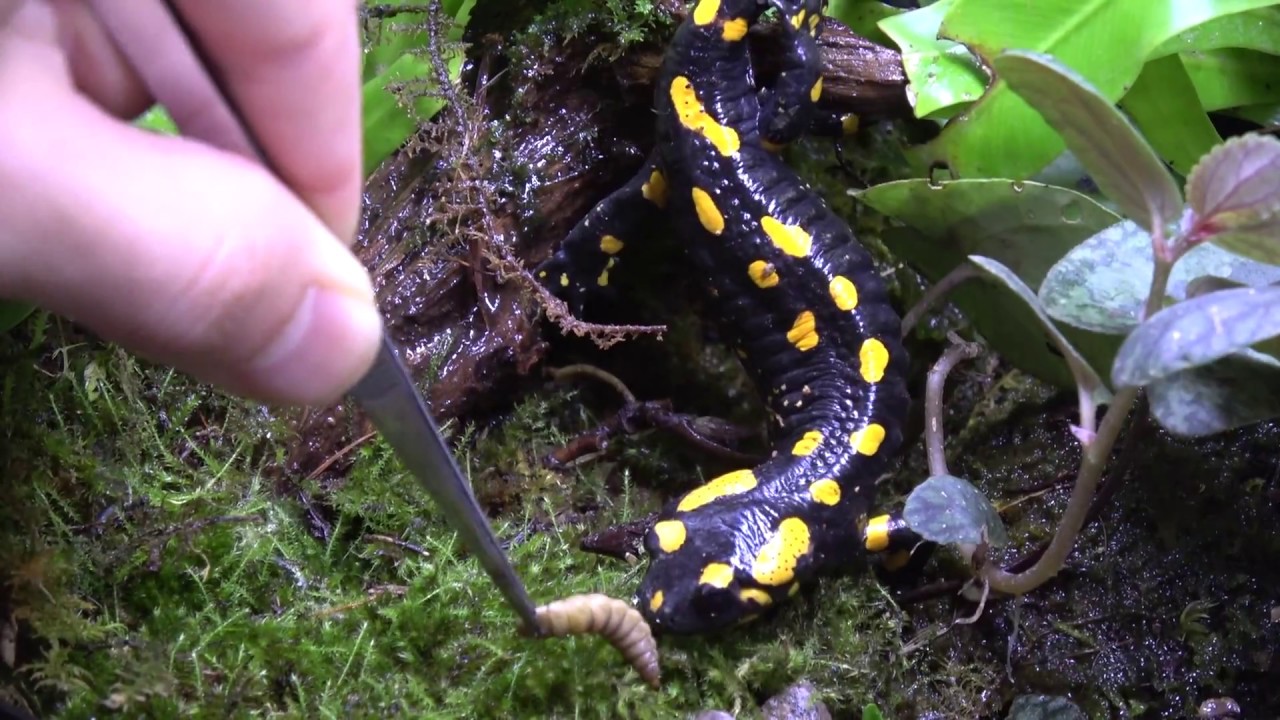 エコラーバ 旧生物技研bsfプロジェクト 植物性食品廃棄物を利用したアメリカミズアブ エコラーバ 旧生物技研bsfプロジェクト 植物性食品廃棄物を利用したアメリカミズアブ