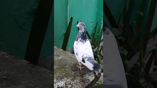 taddy madi kabtor shorts shortvideos youtubeshorts pigeon pigeonlover kabootar viral