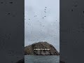 Tout savoir sur les Islas Ballestas