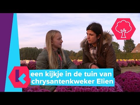 waarom zijn chrysanten zo bijzonder?