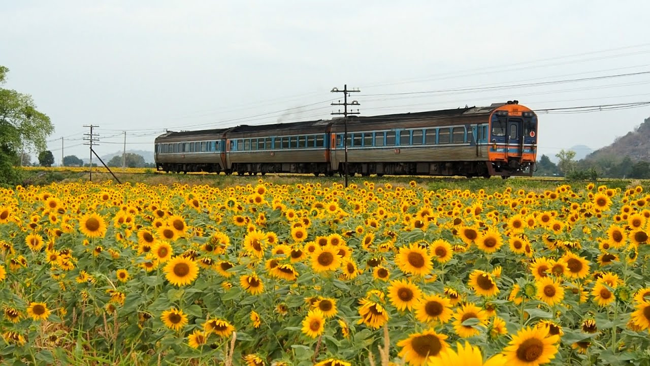 ผลการค้นหารูปภาพสำหรับ ทุ่งทานตะวัน รถไฟ