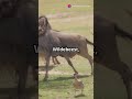 Top 10 Fastest Animals in the World 🌍#fastest #animals #animalshorts