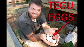 Collecting TEGU EGGS at my REPTILE FARM!  HOW MANY?