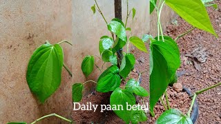 Daily paan betel with in 60 days  Agri tech/#paanbetel #betel / 🆂🆄🅱🆂🅲🆁🅸🅱🅴 🅽🅾🆆