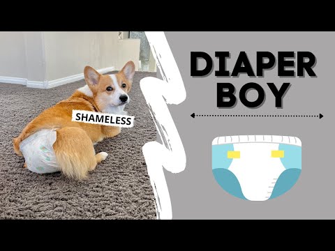 DOG WEARS A DIAPER! #funny #pets