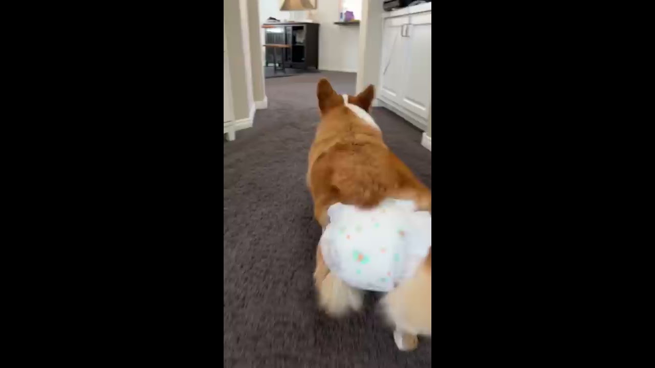 DOG WEARS A DIAPER Funny Pets