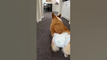 DOG WEARS A DIAPER! #funny #pets