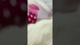 topito es mejor