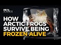 How Arctic Frogs Survive Being Frozen Alive