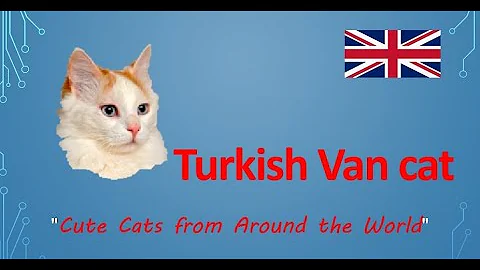 Video 5807701: cat breed turkish, lovely turkish, cat loves water, cute cat