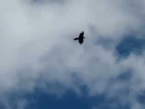 ეძღვნება ზვიად გაბელაიას