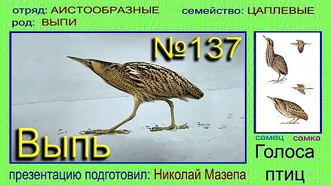 Выпь. Голоса птиц