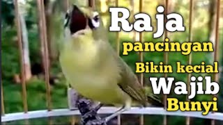 WAJIB COBA | CIAK CIAK JOSS KECIAL KUNING SATU INI | TERCEPAT BIKIN KECIAL EMOSI IKUT GACOR NGEJOS