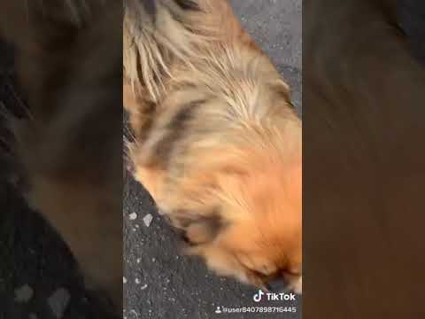 Video: Stromovanie Walker Coonhound