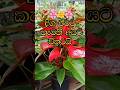 අලුත්ම වර්ග 400 ඉදන් තියෙනවා 🔥❤️#anthurium #shorts #flowers