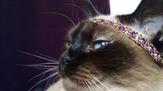Her Royal Highness Crown Princess Allonwyn wearing the Lady Romeo Amethyst Parure.