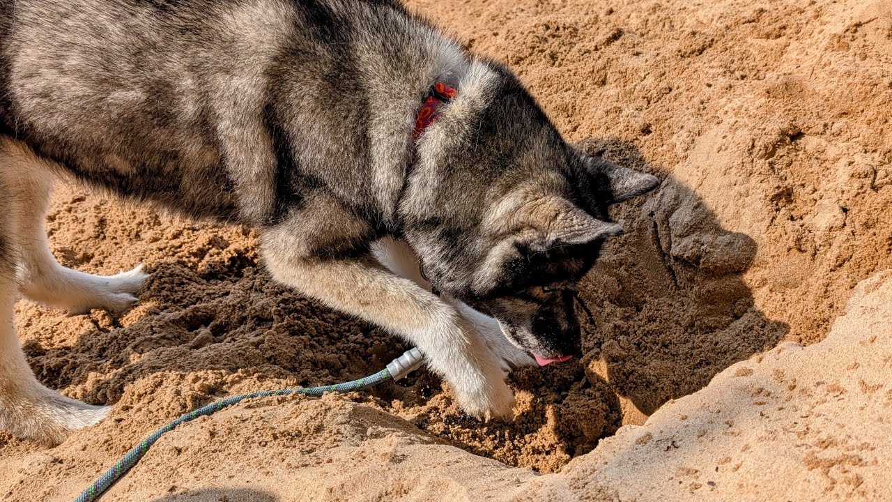 Their BIGGEST Hole Ever?! Huskies Go Wild Digging at the Beach!
