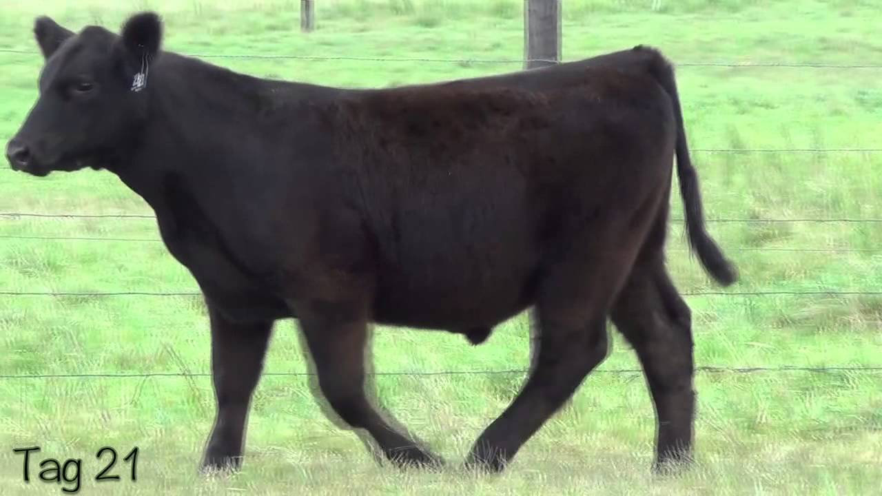 Schultz Farms-Tag 21