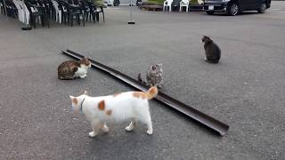 猫寺の猫達、みんな食べ終わりました。