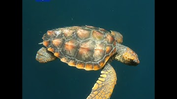 The 2030 EU Biodiversity Strategy: Protected Areas