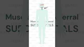 Trigger Point Referral Pattern:  Suboccipitals