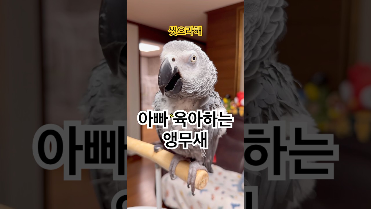 아빠를 귀여워하며 돌보는 앵무새ㅋㅋㅋㅋ