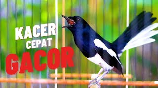 KACER NGEPLAY GACOR BUKA EKOR, PANCINGAN AMPUH BUAT KACER CEPAT GACOR