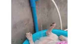 Sevimli Köpek Banyo Yaparken Uyuya Kalırsa