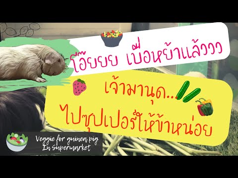 Ep 16 🥕ผักผลไม้ที่แกสบี้กินได้ หาซื้อง่ายในซุปเปอร์ฯ (ให้วันละนิดนะคะ) Fruit Veggie for Guinea Pig