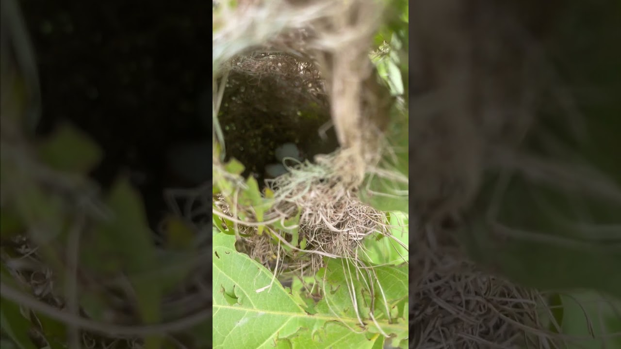 Bird egg on little trees of Golden-headed Cisticola | a really good film