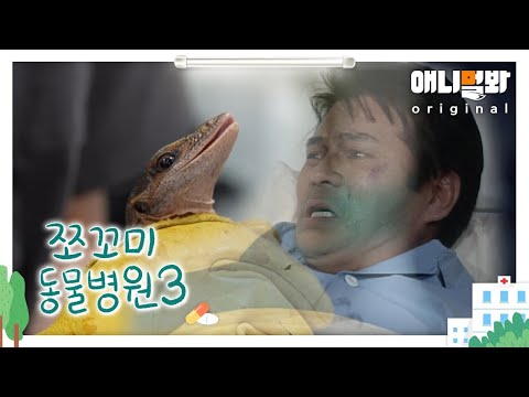 쪼꼬미 동물병원 시즌3 2화 (내원환자 : 피치스롯도마뱀 몽길이님)ㅣAnimal Hospital <strong>for</strong> Tiny Animals3 <strong>Ep2</strong>(Peach-throated monitor)