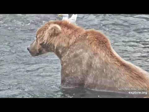 Live Bear Broadcast Booth! - MIKE FITZ/Naomi Boak go Play by Play at Brooks Falls! August 9th 2021