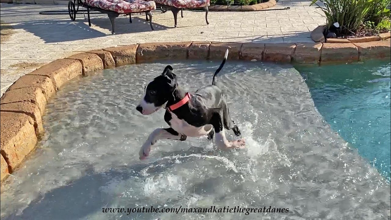 Great Dane Puppy Runs First Splashing And Dashing Pool Zoomies YouTube
