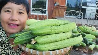 THU HOẠCH DƯA LEO HÀN QUỐC HÁI ĐÃ TAY