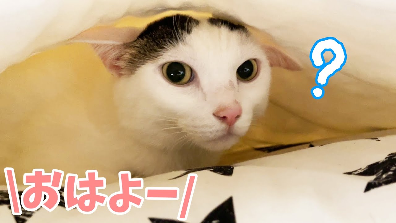 朝の猫たちの過ごし方が少し変わりました！