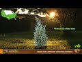 Carolina sapphire cypress  carolina sapphire cypress for sale  plantingtree