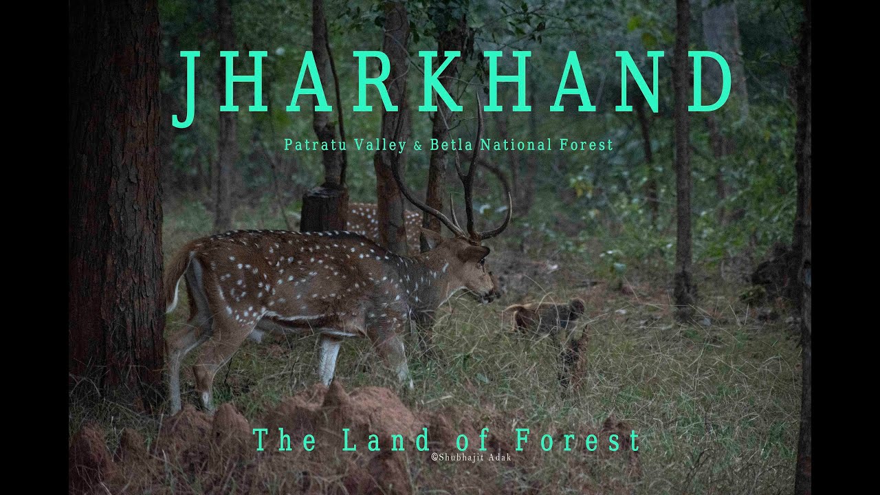 ঝাড়খণ্ডের অরণ্যে | Jharkhand Patratu valley | Betla Jungle Safari | পালামৌয়ের গহীনে | প্রথম পর্ব