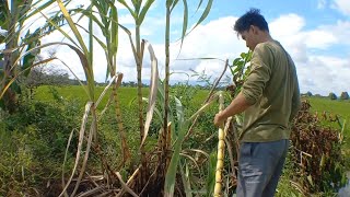 Nyari spot mancing setelah lokasi di guyur hujan terus terusan dan bakar bakar jagung 🤤 #muhbai