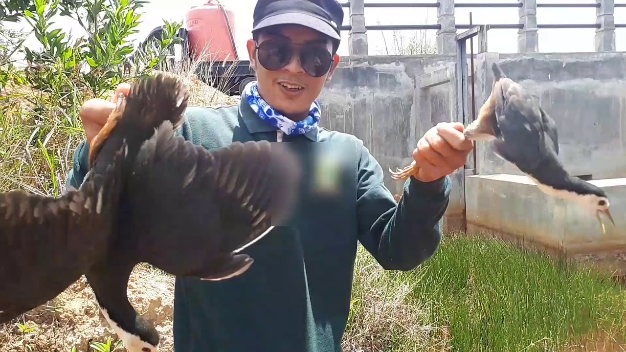 Menelusuri hutan kaliman,jebak burung part #1 