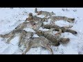 Shotgunning  Coyotes! | 9 Dead Coyotes!