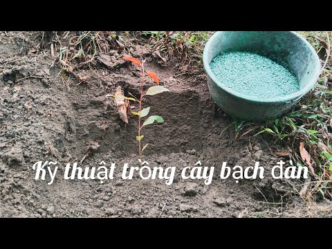 Video: Tưới Nước Cho Cây Bạch Đàn - Cách Và Khi Nào Tưới Nước Cho Cây Bạch Đàn