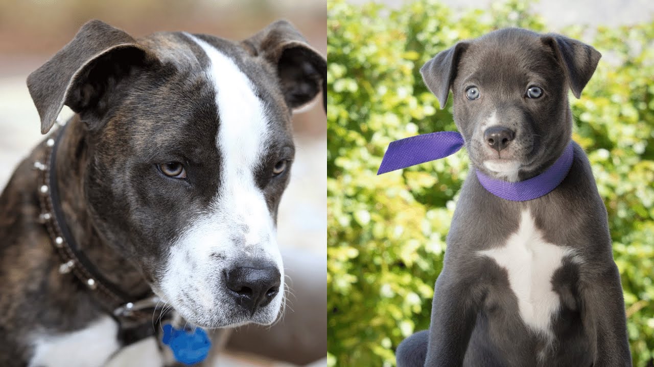 Pitbulls Being Wholesome EP.47 | Funny and Cute Pitbull Compilation